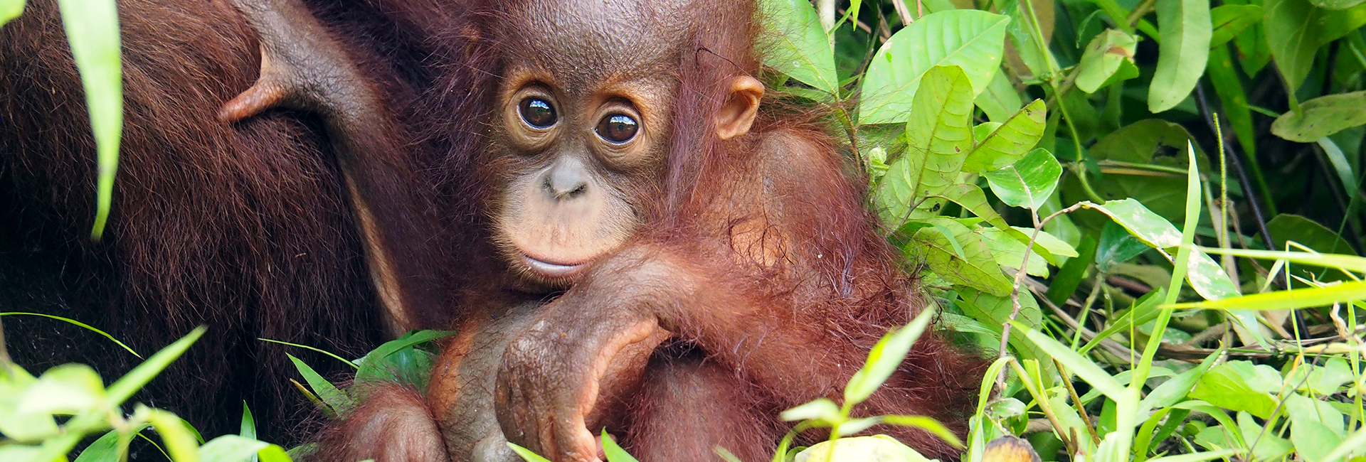 View The Most Recent Images From Samboja - Beware Of Cuteness Overload! 