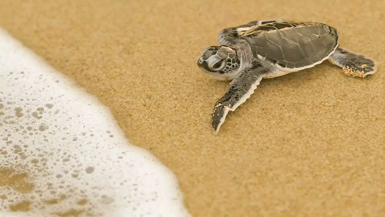 The Great Turtle Project Release Video 23