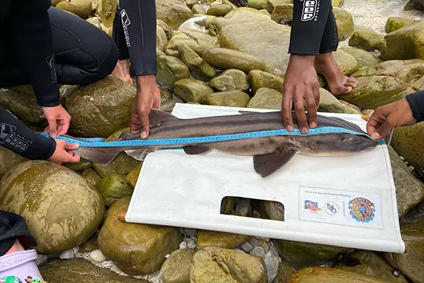Shark Tagging on The Great Shark Project