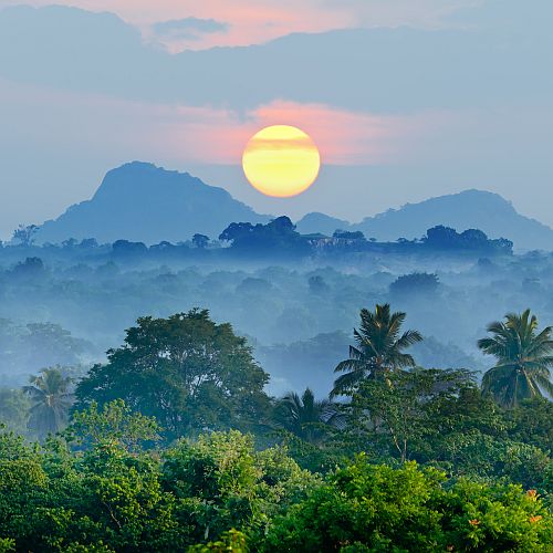 About The Rainforest | The Great Projects