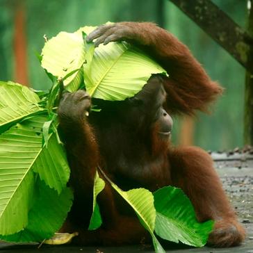 The Latest From The Great Orangutan Project!