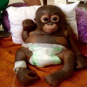 The Story of Budi the Baby Borneo Orangutan