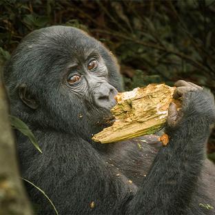 Janet & Mick's Unforgettable Gorilla Adventure