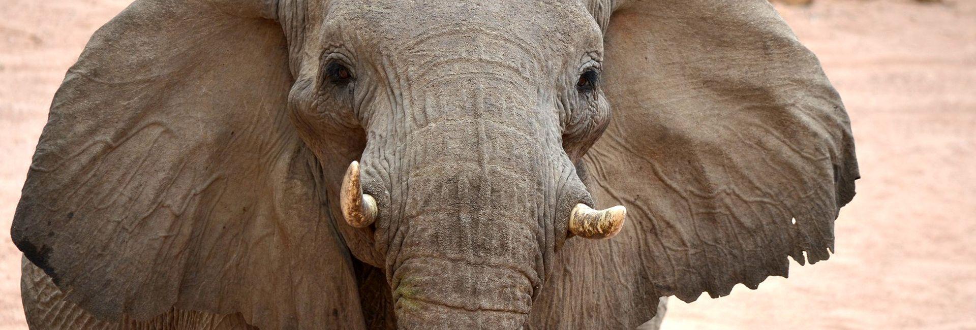 World Elephant Day 2017 - 104 Elephants Die A Day!