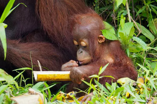 Orangutan with Bamboo Enrichment at Samboja Lestari