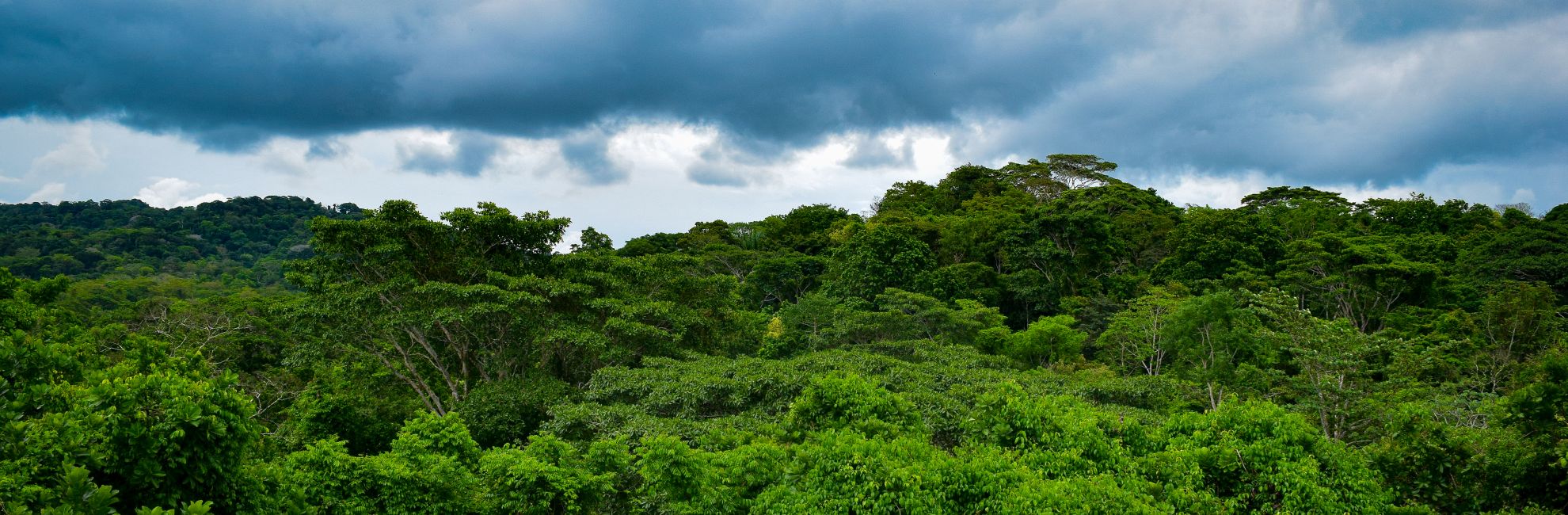 Linda's Samboja Lestari Orangutan Adventure 