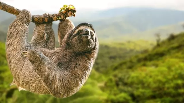 Volunteer with Sloths