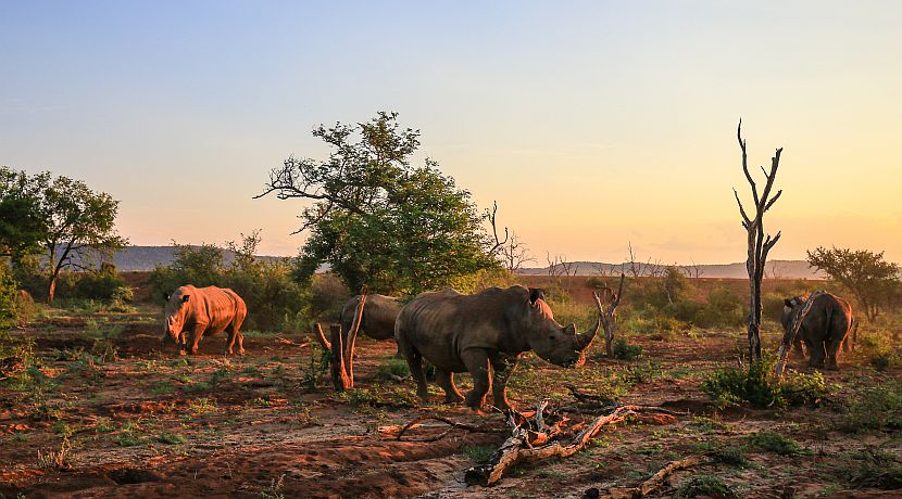 World Rhino Day - Check Out Our Amazing Infographic Here