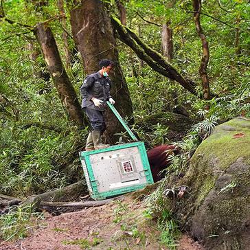It’s Orangutan Release Time!