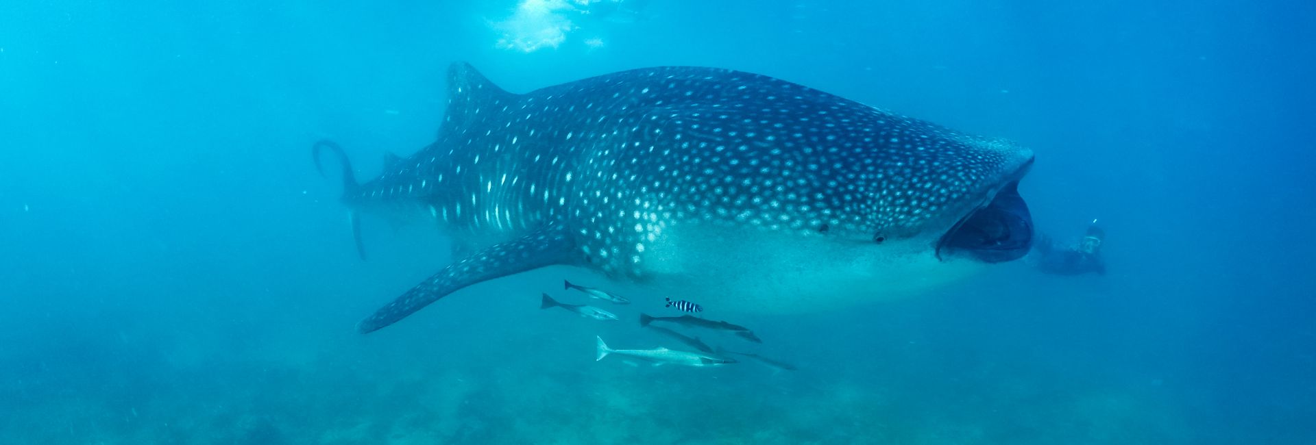 7 Facts About Whale Sharks You Won't Believe! 