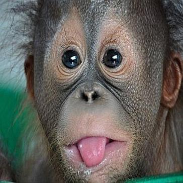 Our Top 8 Emotive Orangutans!