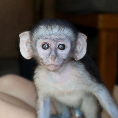 Vervet Monkey Sanctuary