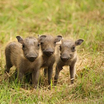 Our Easter Sunday Top 5 Cute Baby Animals!