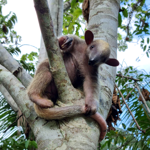 Peru Wildlife Sanctuary