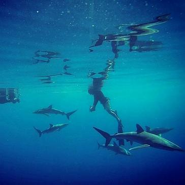 Introducing Our Brand-New Shark Research And Conservation Project!