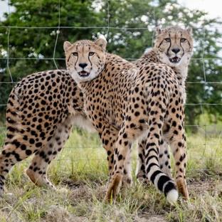 Two Rewilded Cheetahs, Two Years On - A Remarkable Rewilding Story