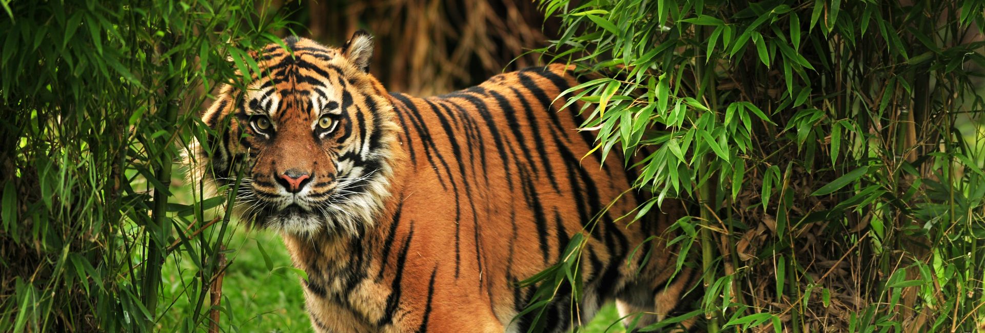 International Tiger Day 2017 - Some Roarrr-Some Facts About These Fierce Felines!