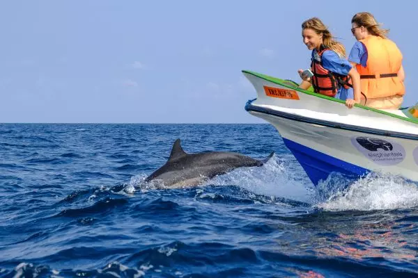 Whale and Dolphin ID