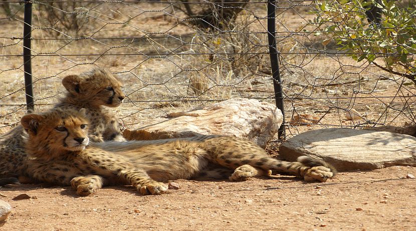 Nikita In Namibia - Day 3