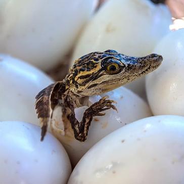 New Born Animal Babies - Now's The Time To See Them!