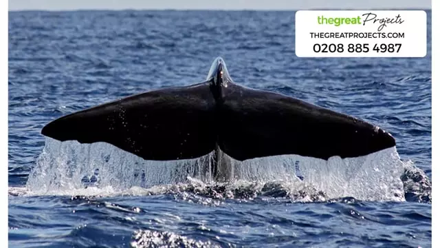 Volunteer with Whales