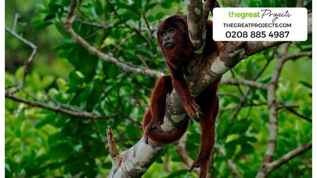 Volunteer With Monkeys