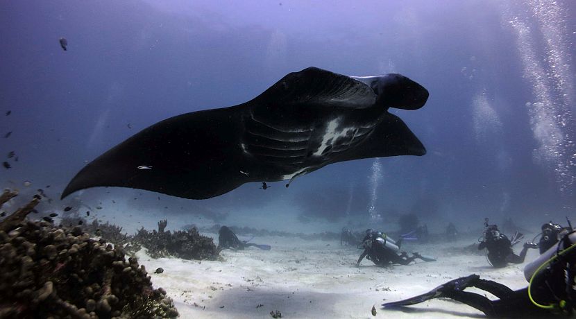 Good News For Mantas and Marine Conservation Research