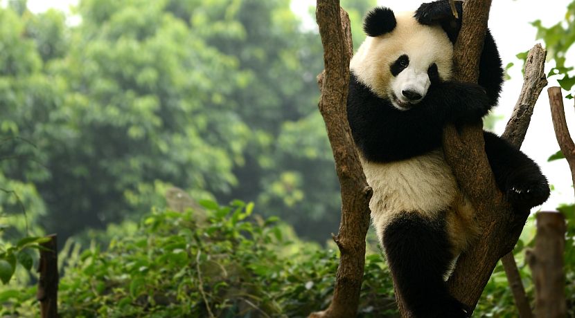 The Giant Panda Is No Longer Endangered!