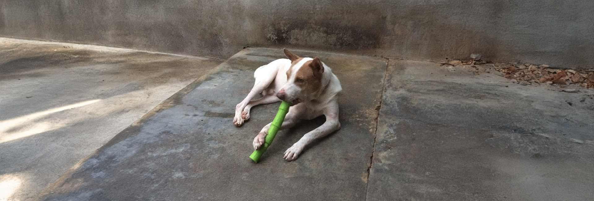 Discover Dogs Mountain, The Filipino Pup Sanctuary