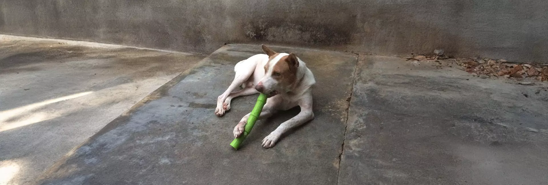 Discover Dogs Mountain, The Filipino Pup Sanctuary