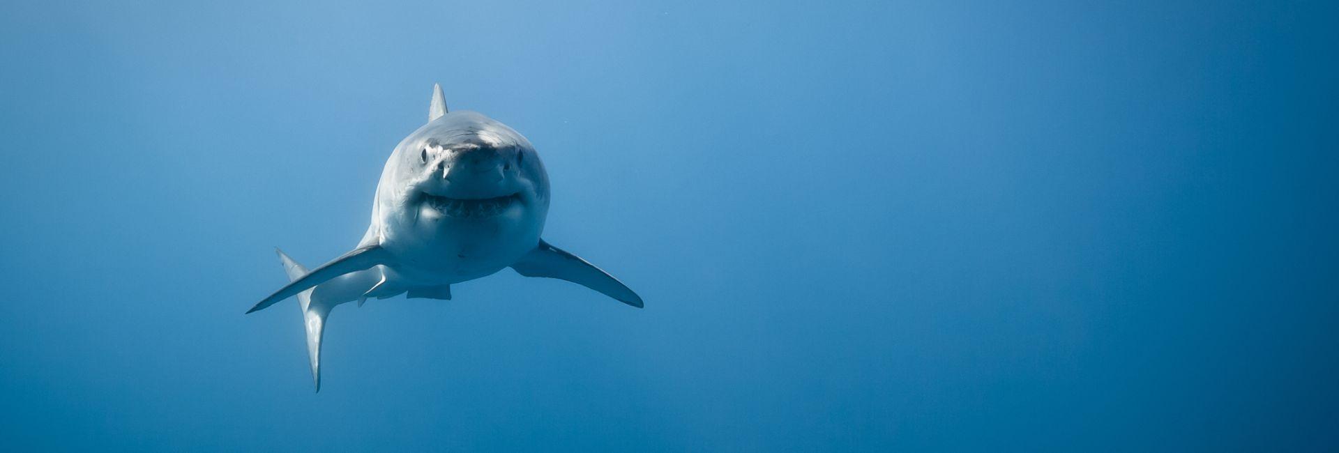 Shark Week 2017 - Why These Misunderstood Marine Creatures Need Our Help