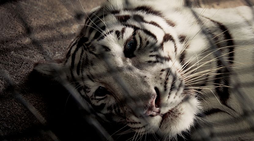 Exotic Pet Trade - Can We Hold Celebrities Responsible For Feeding The Industry?