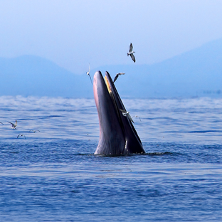 World Whale Day 2025: Can We Apply Lessons from the Decline of Commercial Whaling to Other Exploitative Industries?