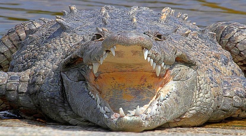 Which Animals Could I See In Costa Rica?