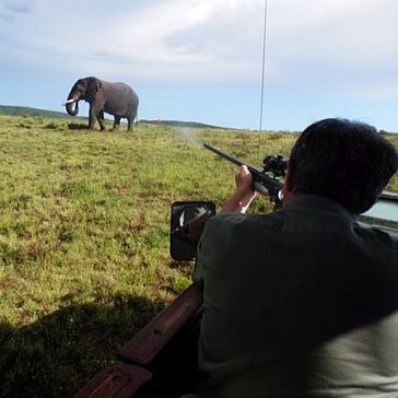 Updates from Shamwari