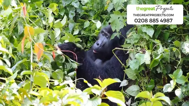 Volunteer with Gorillas