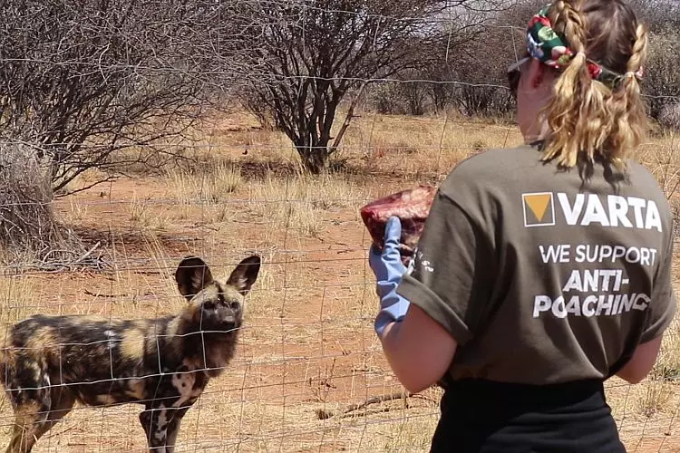 Feeding Wild Dogs