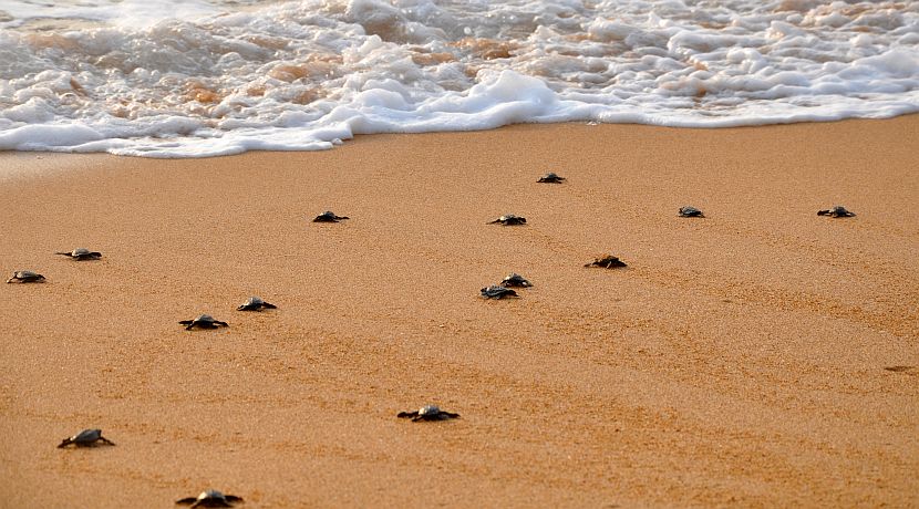 Nikita's Top 5 Tips For The Great Turtle Project Volunteers! 