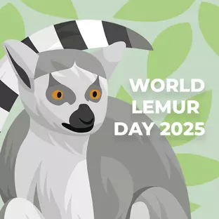 World Lemur Day 2025
