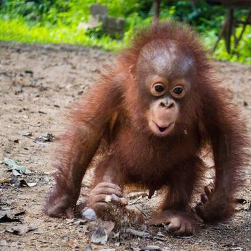 Be an Orangutan Sanctuary Volunteer