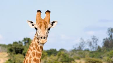 Amakhala Conservation Project - Project Video