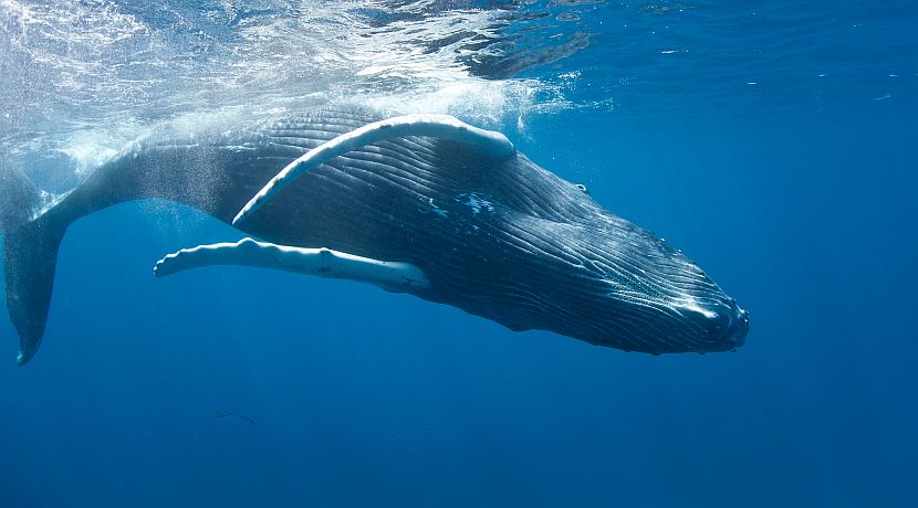 Threatened Species Day 2016!