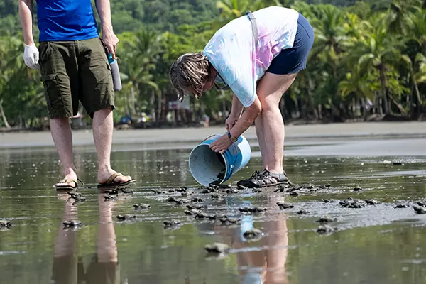 Turtle Release - Costa Rica Turtle Conservation Experience