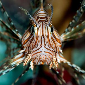 An Invasive Species: The Lionfish