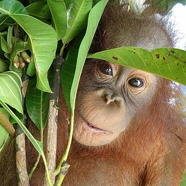 Borneo Winning The Battle Against Forest Fires