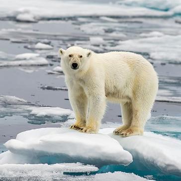 International Polar Bear Day  - See How You Could Make A Difference