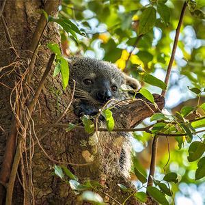 Laos Wildlife Sanctuary