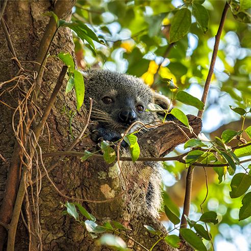 Laos Wildlife Sanctuary