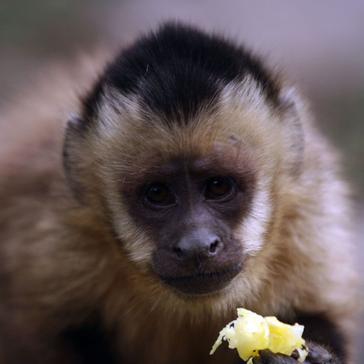 Volunteer Video Experiences - The Bolivia Wildlife Sanctuary