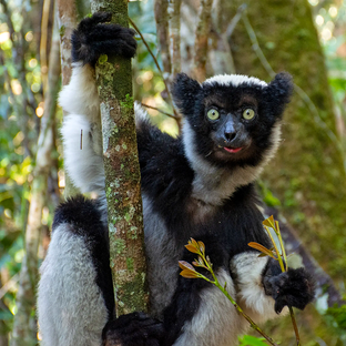 Looking for Lemurs: 10 Species Found at the Lemur Research Project in Madagascar